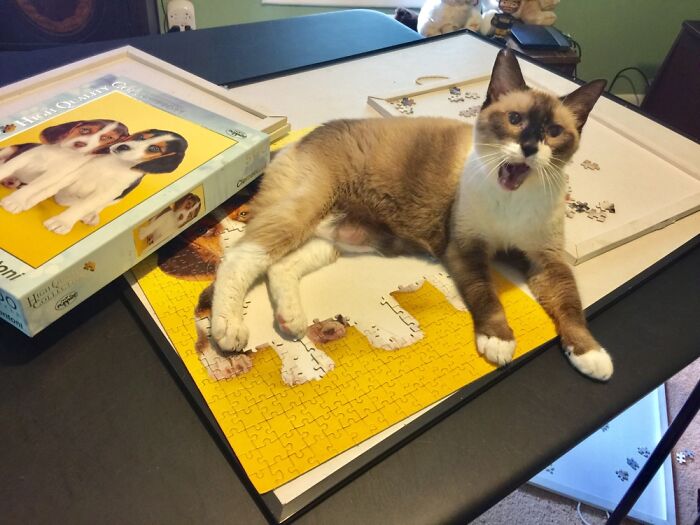 Yes I Know Molly, It Should Be A Cat Puzzle