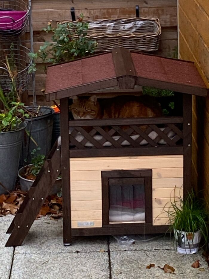 This Cat Started Coming To My Moms Window So She Bought Him A House... He Loves It.