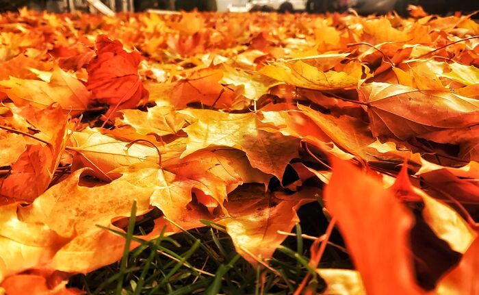 Fall Leaves At Work. Kelowna Bc