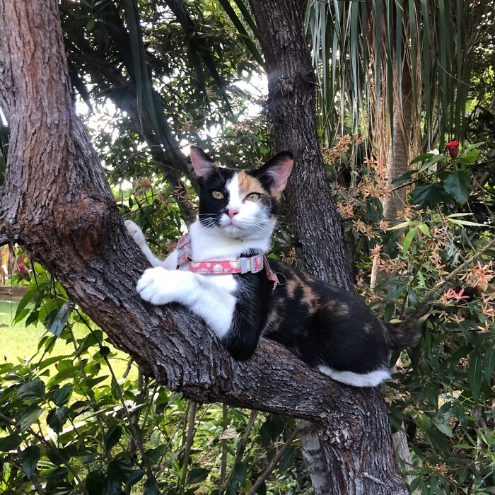 Twice A Day Perla Is Taken Outside, I Just Follow Close By In Case She Gets Spooked.