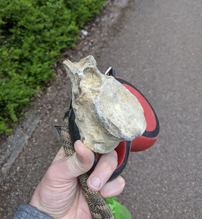 Finding A 65-Million-Year-Old Plesiosaurs Vertebrae Whilst Walking The Dogs. Buckinghamshire, UK
