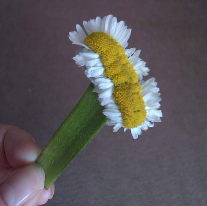 I Found A Mutated Daisy