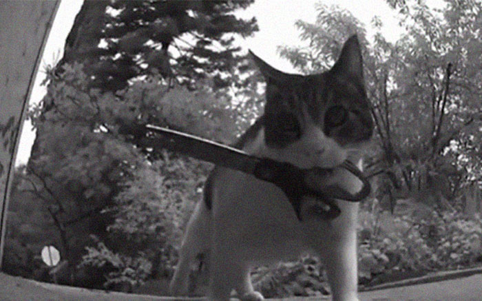 Meet China, The Kleptomaniac Cat Who Steals Stuff From Neighbors And Brings These ‘Gifts’ To Her Owners