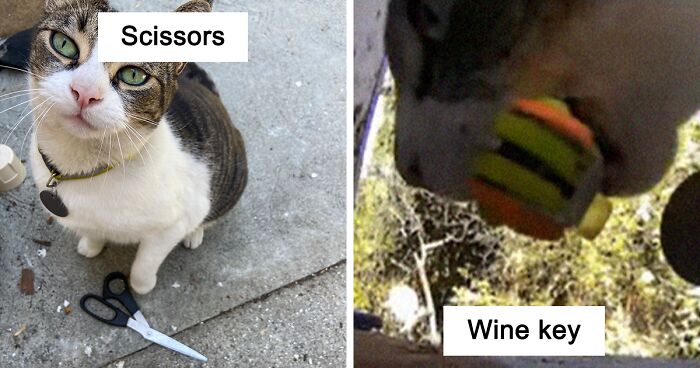 Meet China, The Kleptomaniac Cat Who Steals Stuff From Neighbors And Brings These ‘Gifts’ To Her OwnersMeet China, The Kleptomaniac Cat Who Steals Stuff From Neighbors And Brings These ‘Gifts’ To Her Owners