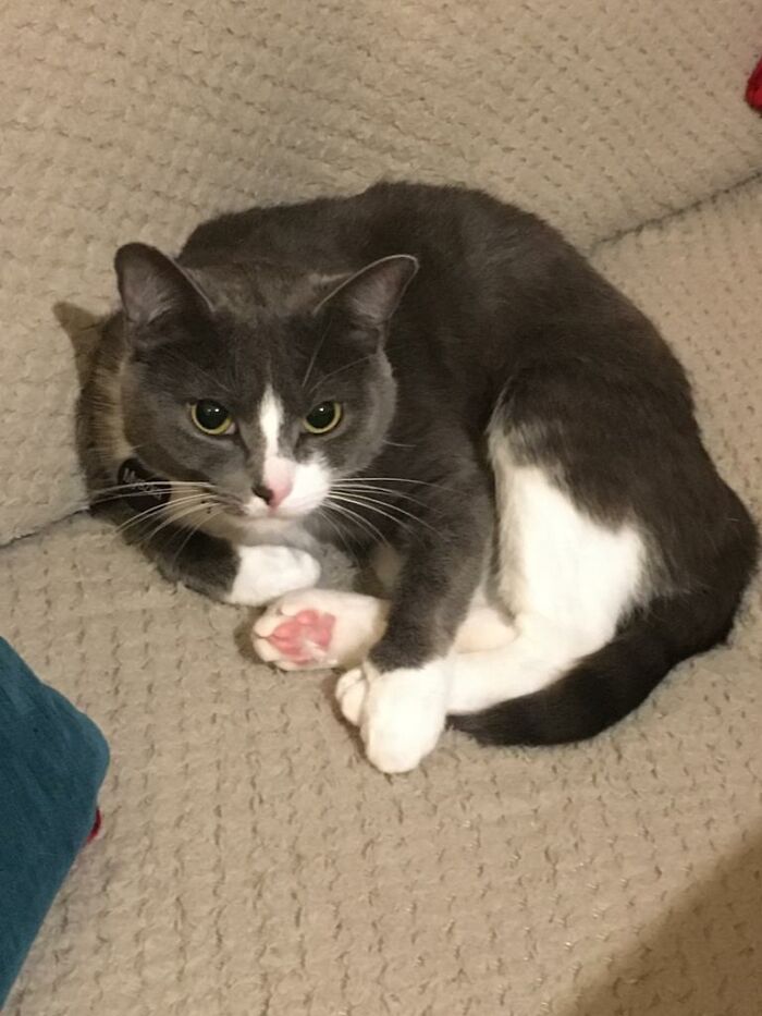 She Was Sleeping But Looked Up Just Before I Took The Photo