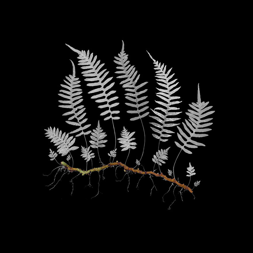 Licorice Fern, Archival Pigment Print, 12"X12", 2020