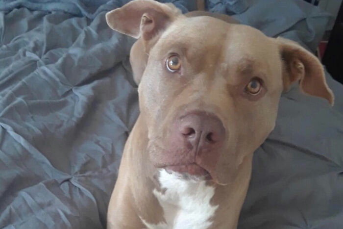 Man Sees A 350lb Bear Killing His Dog, Grabs It By The Throat And Punches It In The Face