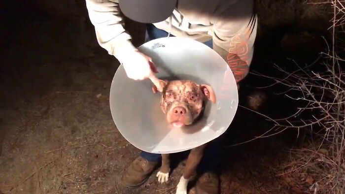 Man Sees A 350lb Bear Killing His Dog, Grabs It By The Throat And Punches It In The Face