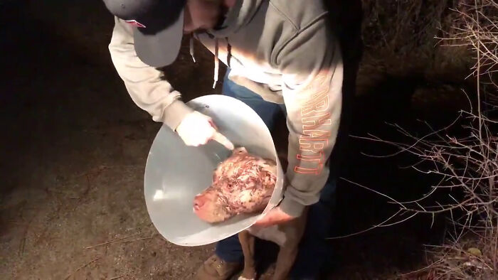 Man Sees A 350lb Bear Killing His Dog, Grabs It By The Throat And Punches It In The Face