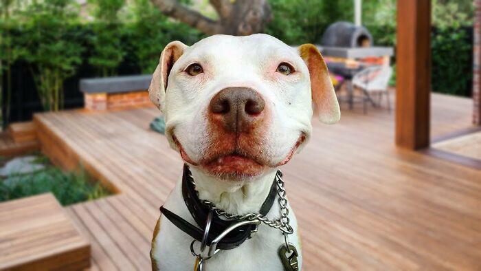 That Smile He Makes When He Sees His Ball. The Smile That Means I Am Going To Be Trampeld