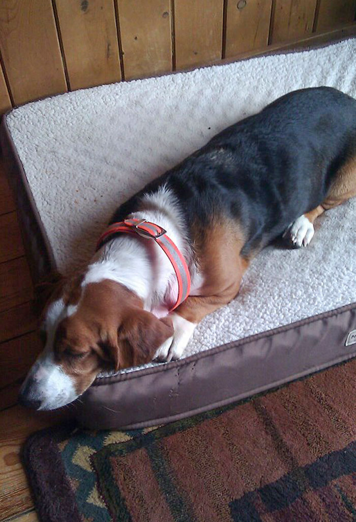 After 13 Days Lost, My Stepfather Left His Coat Out Where She Was Last Seen. At Sunrise, She Was Found Sleeping On It. Welcome Home, Emma Lee