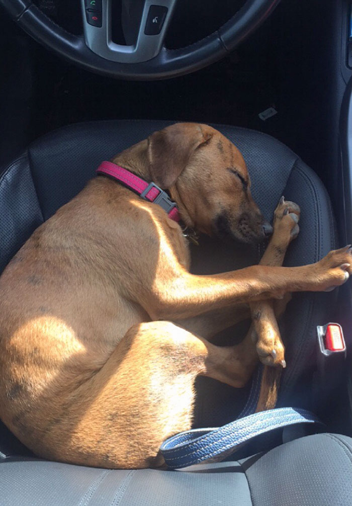 Lost This Little Lady For Over 24 Hours And Finally Found Her Today. Couldn’t Be Any Happier To Have Her Back