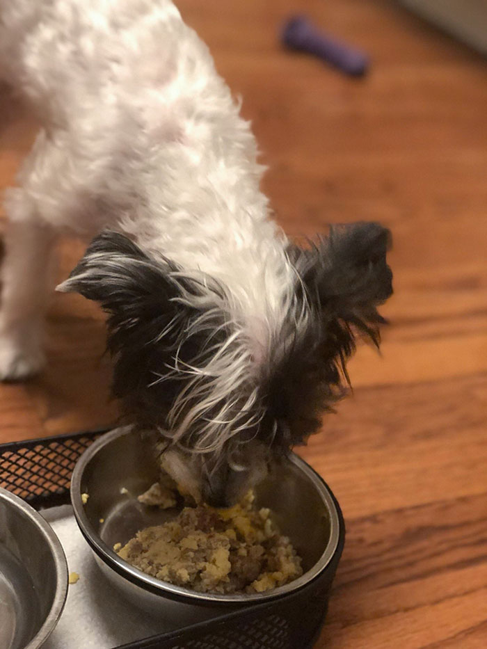 We Found Our Lost Puppy Yesterday. After Surviving Six Days In The Wild On His Own He Is Still Weak But Returning To His Former Self