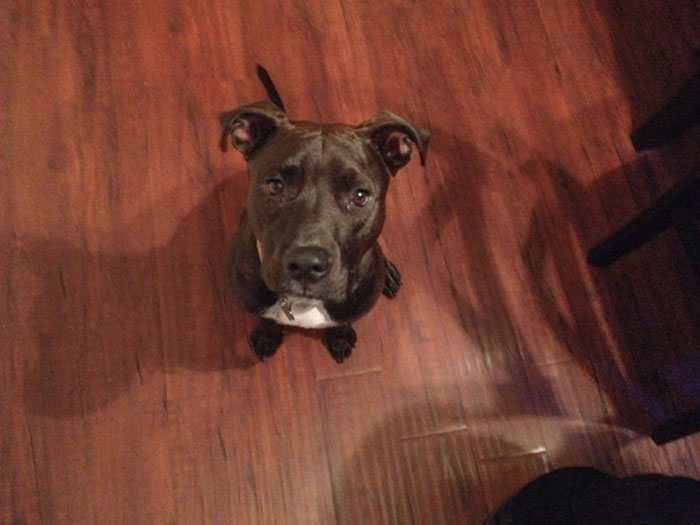 My Little Buddy Got Out Of My Yard, Was Hit By A Car, And Fled Into A Canyon Where He Was Lost For 2 Days