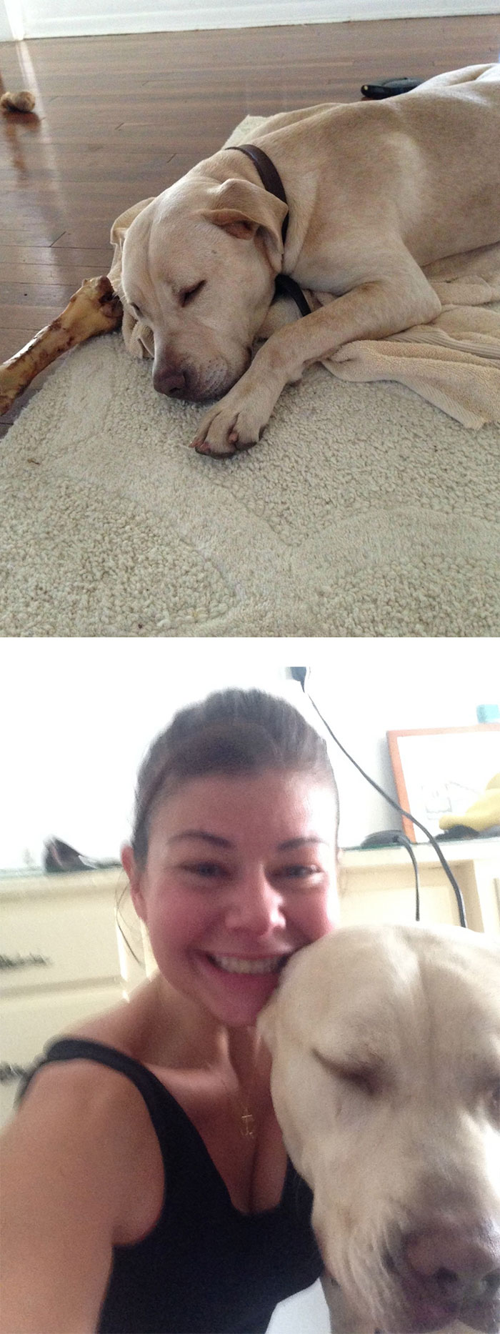 Someone Hit My Dog Jack With A Truck And Took Off - My Pup Instantly Got Up And Ran Away Faster Than I Could Catch Him