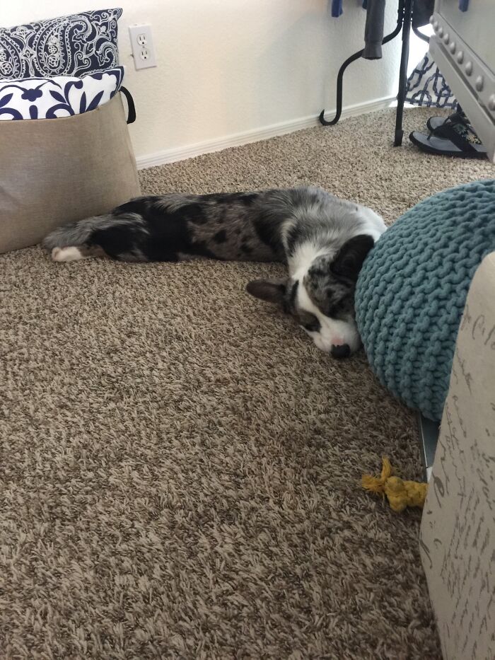 Napping Noodle Aka Live Tyler The Cardigan Welsh Corgi
