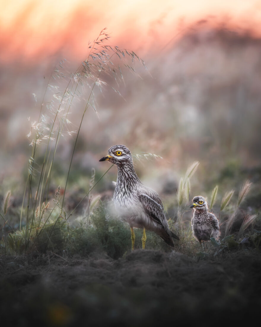 Category Yought 10-17 Years: Highly Commended, 'Evening Walk' By Giacomo Redaelli