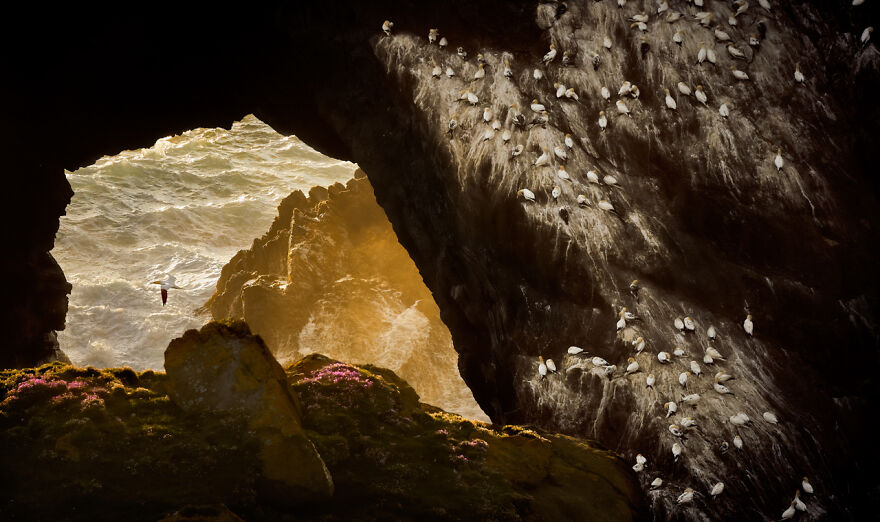 Category Birds: Highly Commended, 'Gannet Colony' By Petr Bambousek