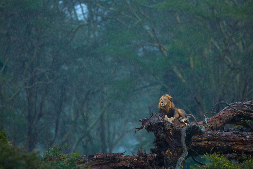 Category Mammals: Highly Commended, 'Heavenly Showers' By Neelutpaul Barua