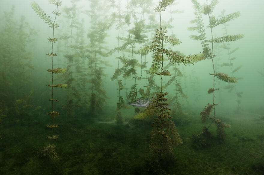 Category Underwater: Winner, 'In The Hiding' By Miloš Prelević
