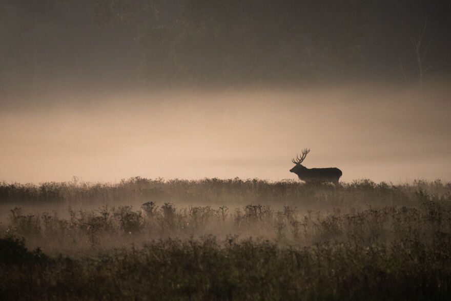 Nature-Photography-Contest-Npoty-2020