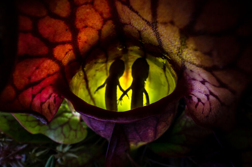 Category Other Animals: Winner, 'Nature’s Pitfall' By Samantha Stephens