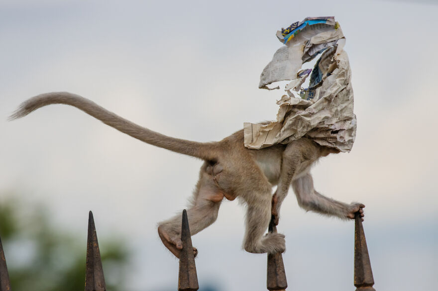 Category Man And Nature: Highly Commended, 'Newspaper' By Wei Fu