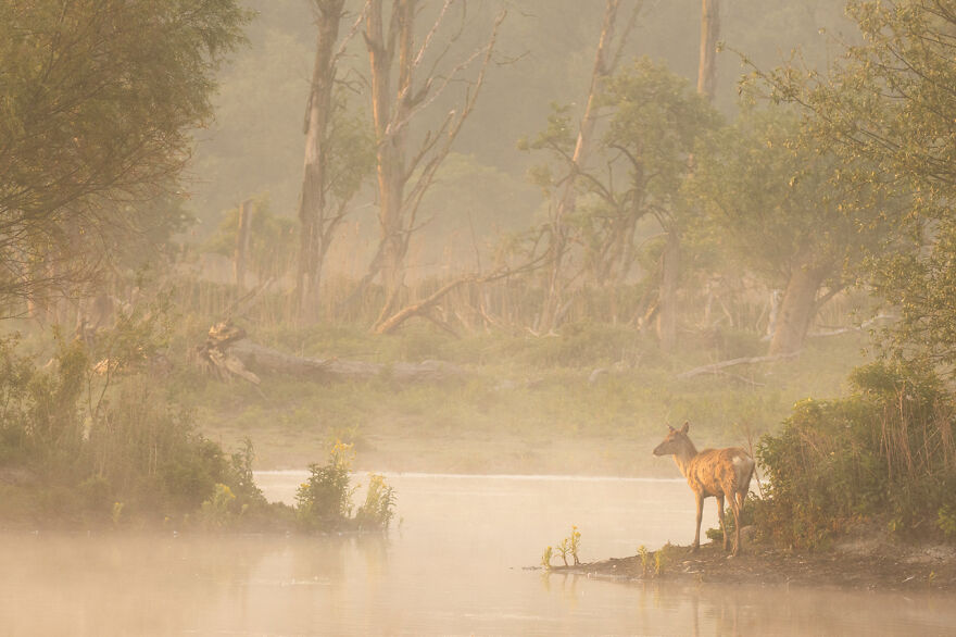 Category Animals Of “De Lage Landen”: Highly Commended, 'Red Deer In Oostvaardersveld' By Andius Teijgeler