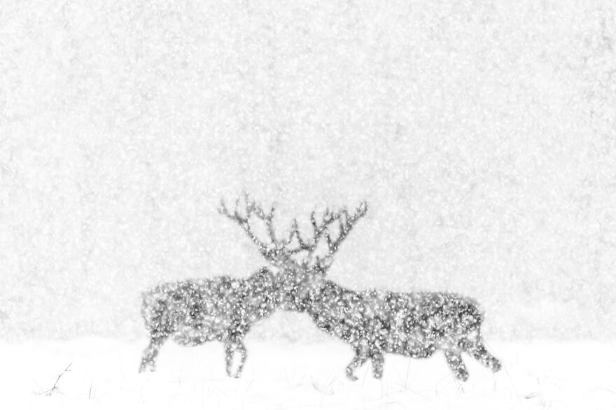 Category Black & White: Highly Commended, 'Red Deer In White' By Kevin Berghmans