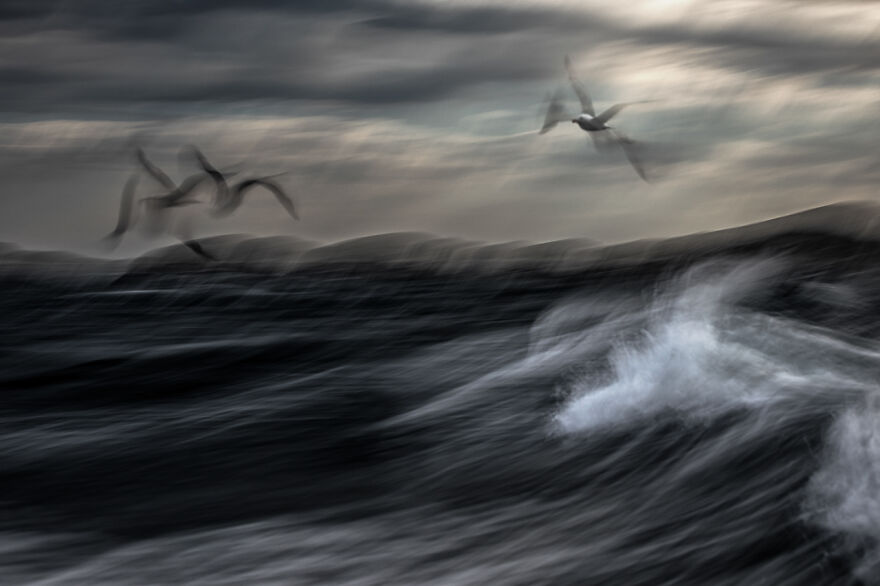 Category Birds: Runner-Up, 'Restless Sea' By Jiří Hřebíček