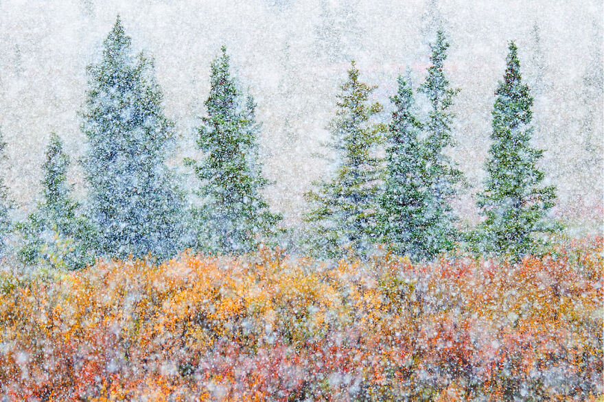 Category Natural Art: Highly Commended, 'Sound And Vision' By Alessandro Carboni