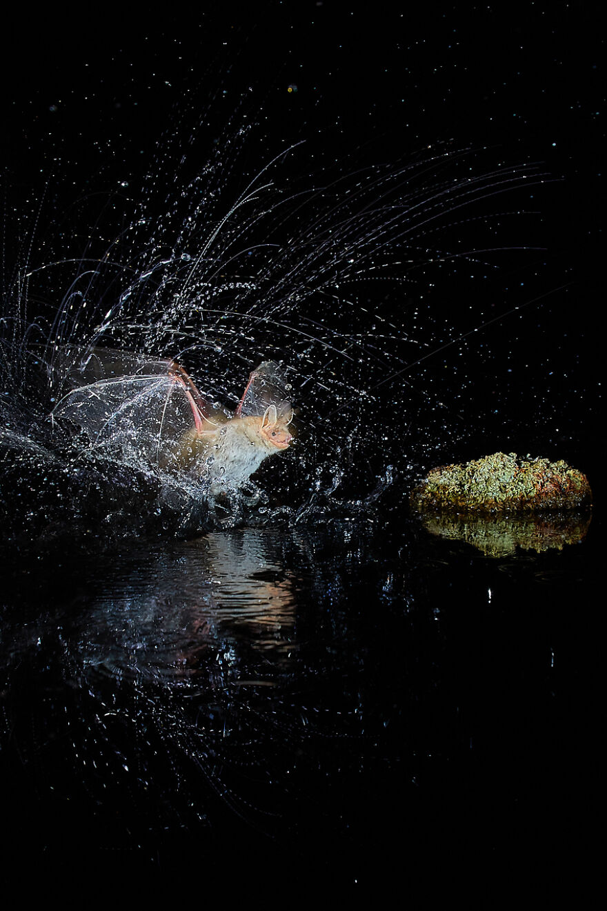 Category Mammals: Runner-Up, 'Splash!!!' By Antonio Leiva Sanchez