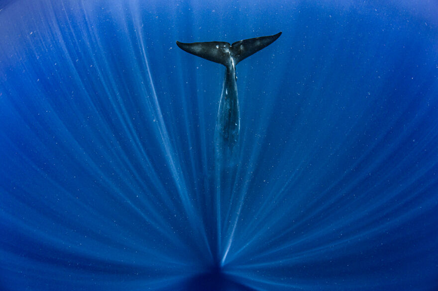 Category Underwater: Highly Commended, 'Big Blue' By Paul Goldstein