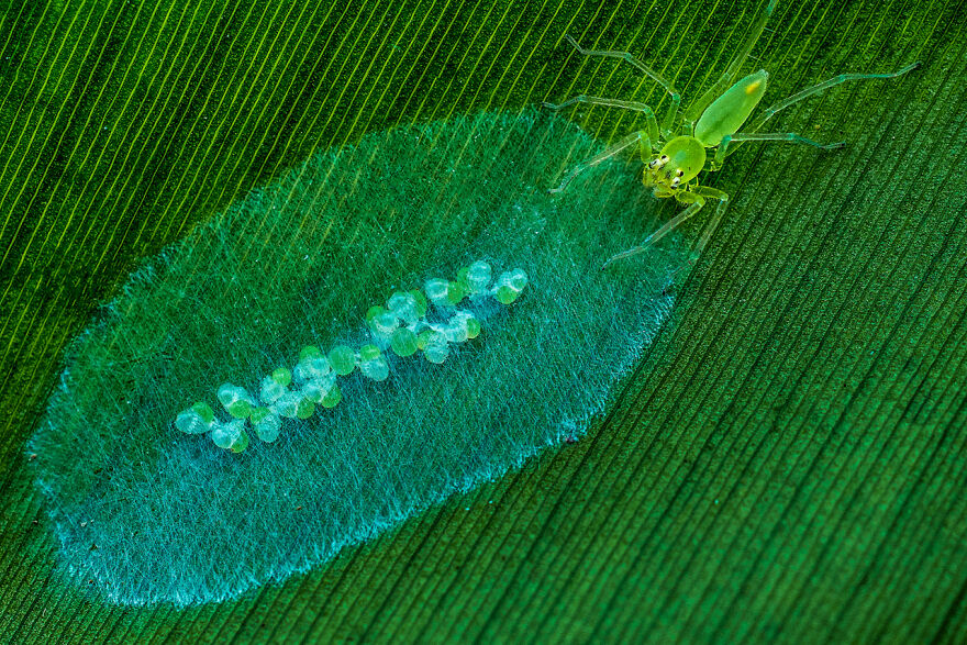 Category Other Animals: Runner-Up, 'Take Care' By Yuhui Hu 