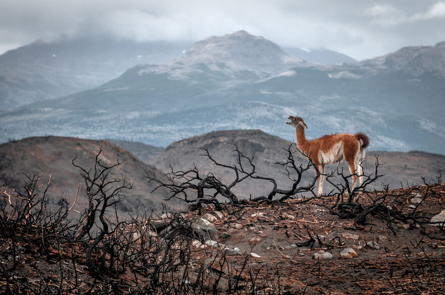 Nature-Photography-Contest-Npoty-2020