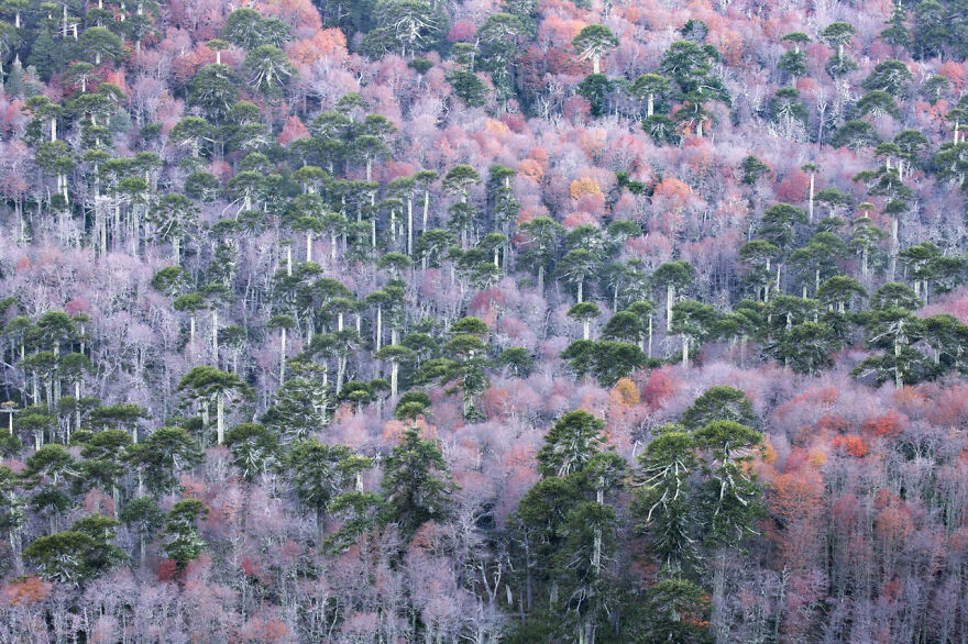 Category Plants And Fungi: Highly Commended, 'The Perfect Marriage' By Andrea Pozzi