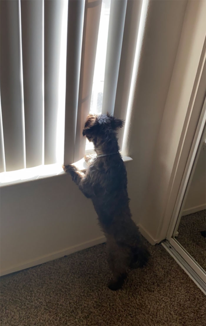 Nosey-Neighbors-Pets-Photos