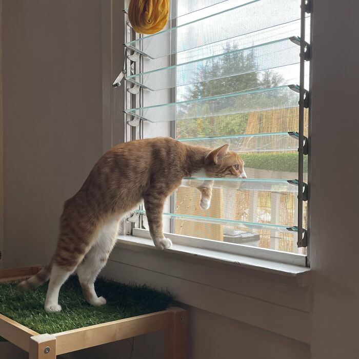 Nosey-Neighbors-Pets-Photos