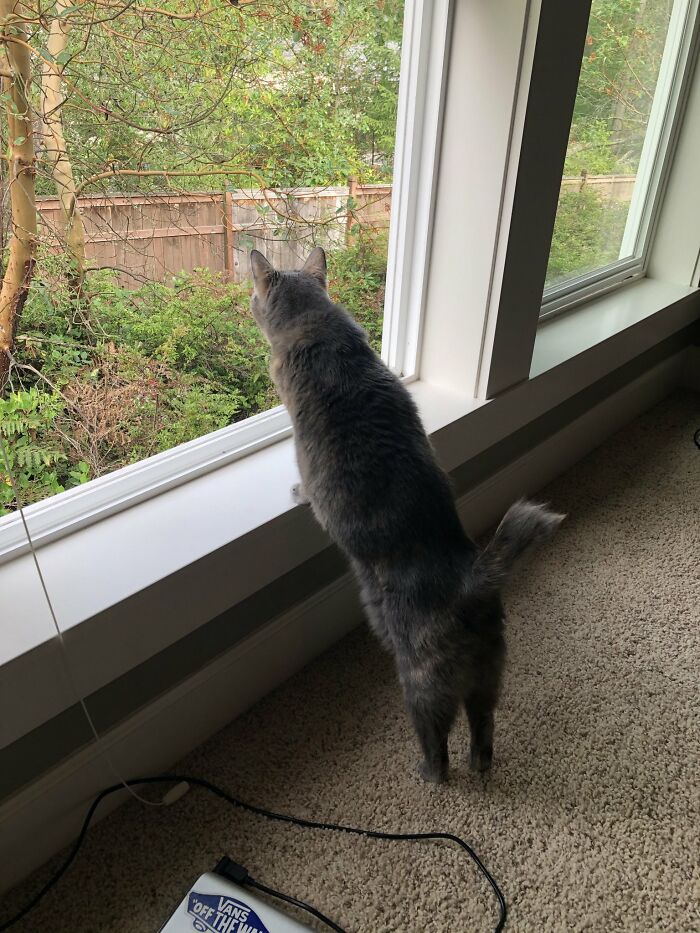 Nosey-Neighbors-Pets-Photos