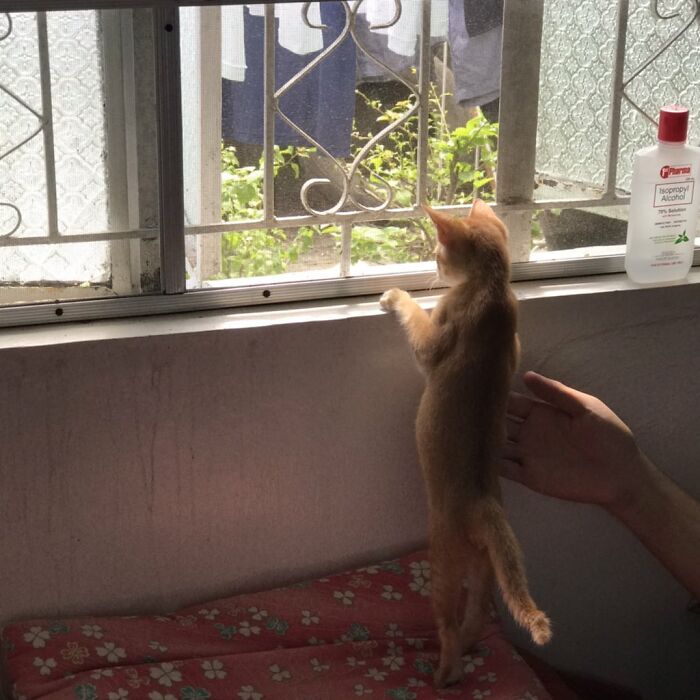 Nosey-Neighbors-Pets-Photos