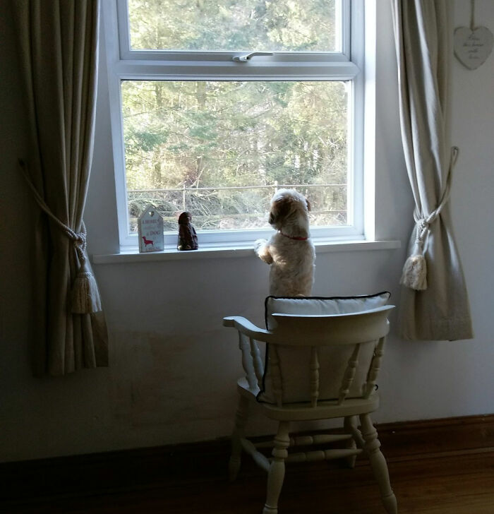 Nosey-Neighbors-Pets-Photos