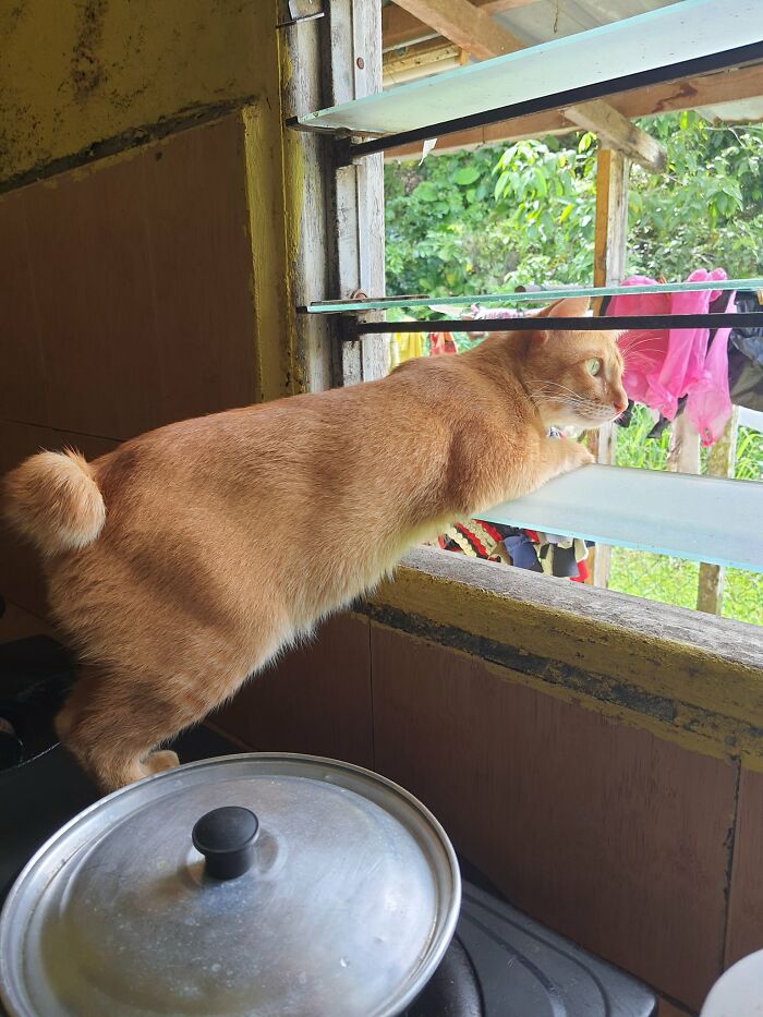 Nosey-Neighbors-Pets-Photos