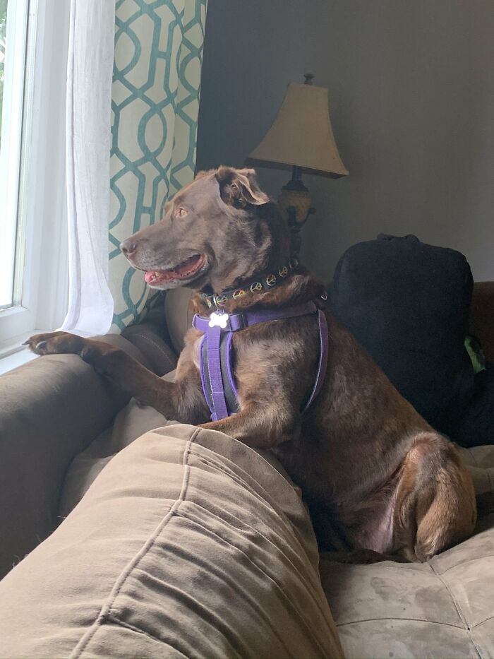 Nosey-Neighbors-Pets-Photos