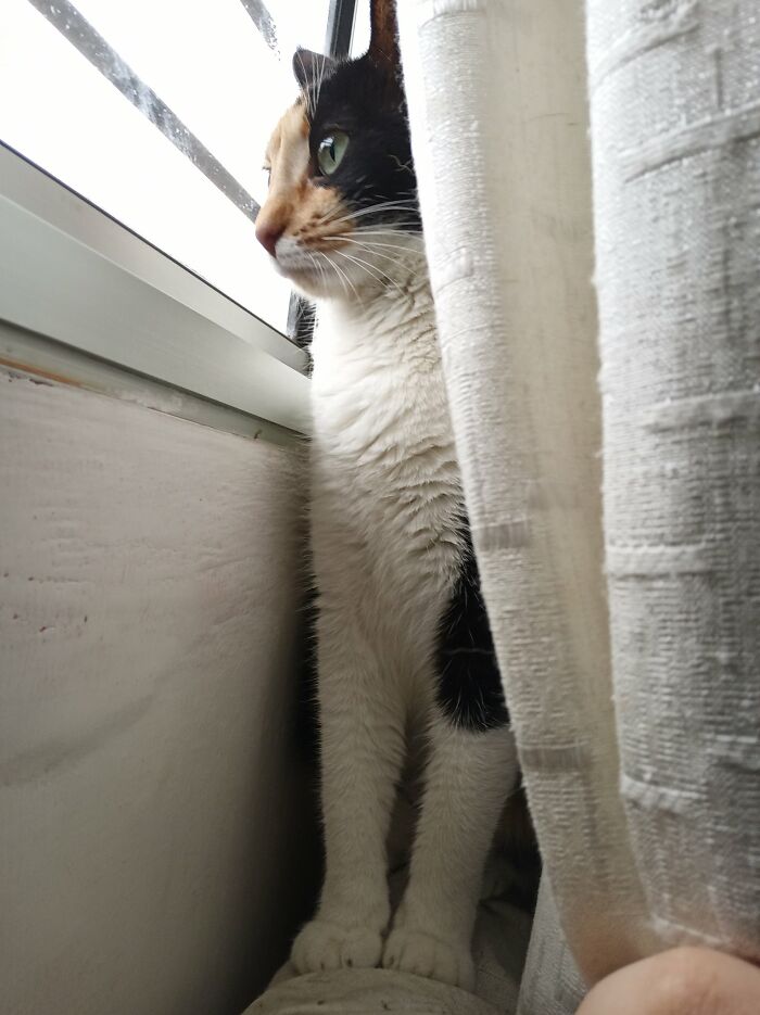 Nosey-Neighbors-Pets-Photos