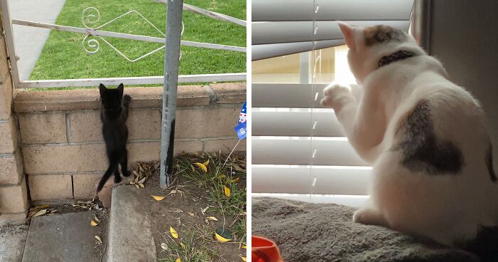 30 Photos Of Pets Being The Only Nosey Neighbors You Can’t Be Annoyed At