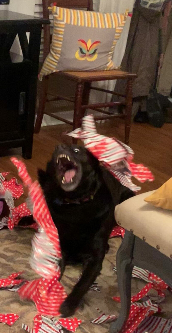 Dogs-Ruined-Christmas-Photos