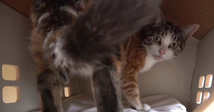 Viral Video Captures A Group Of Outdoor Cats Stepping Inside A House For The First Time In Their Lives