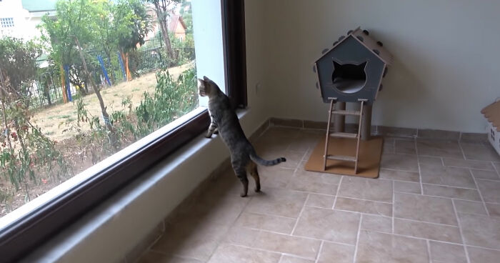 Viral Video Captures A Group Of Outdoor Cats Stepping Inside A House For The First Time In Their Lives Viral Video Captures A Group Of Outdoor Cats Stepping Inside A House For The First Time In Their Lives