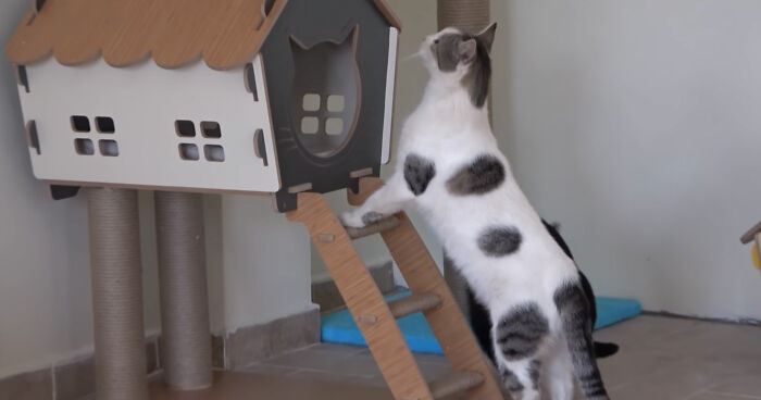 Viral Video Captures A Group Of Outdoor Cats Stepping Inside A House For The First Time In Their Lives Viral Video Captures A Group Of Outdoor Cats Stepping Inside A House For The First Time In Their Lives