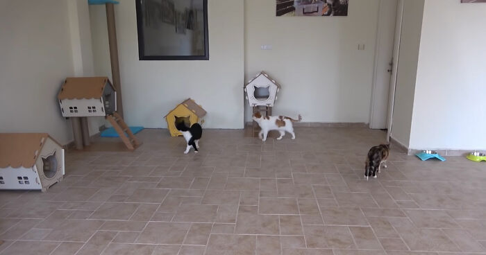 Viral Video Captures A Group Of Outdoor Cats Stepping Inside A House For The First Time In Their Lives
